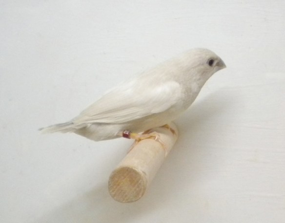 Rosso grigio pastello ali chiare con ali e dorso ancora troppo scure