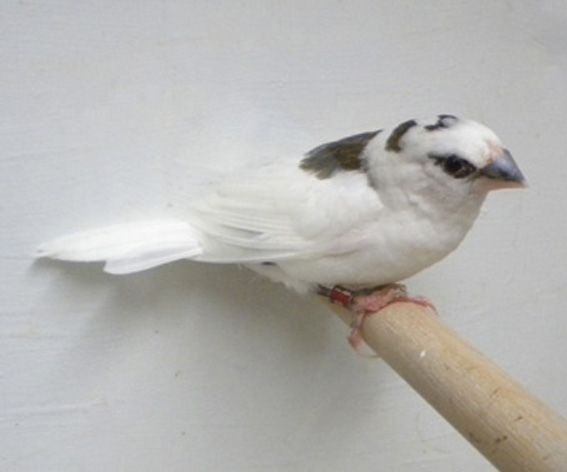 Scudato con calottina (femmina)