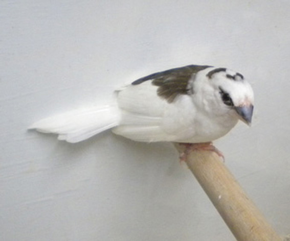 Scudato con calottina (femmina)