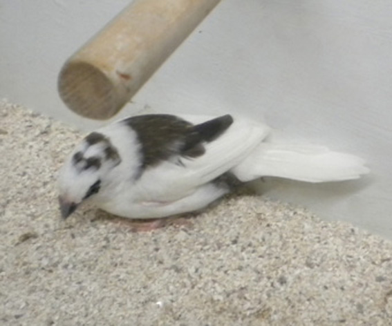 Scudato con calottina (femmina)