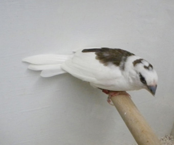 Scudato con calottina (femmina)