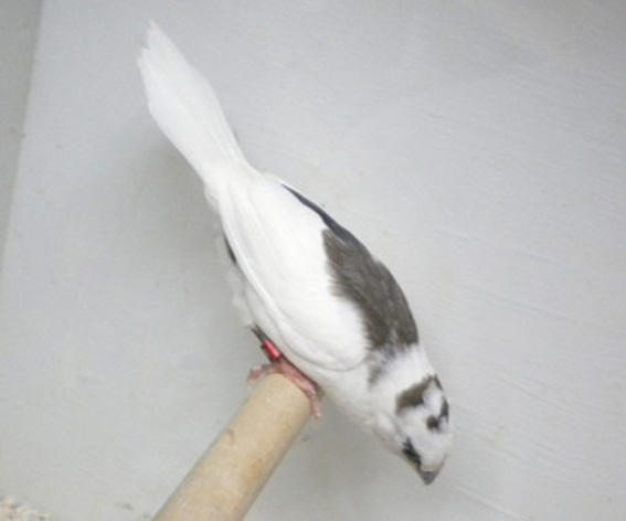 Scudato con calottina (femmina)