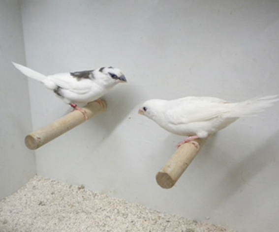 Bianco e scudato a confronto