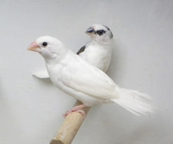 Bianco e scudato a confronto