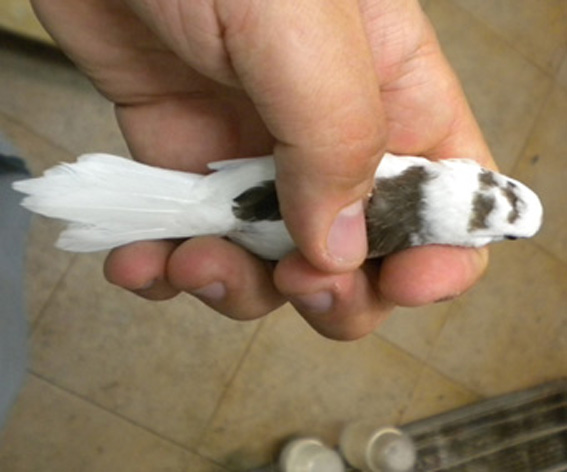 soggetto con calottina tagliata