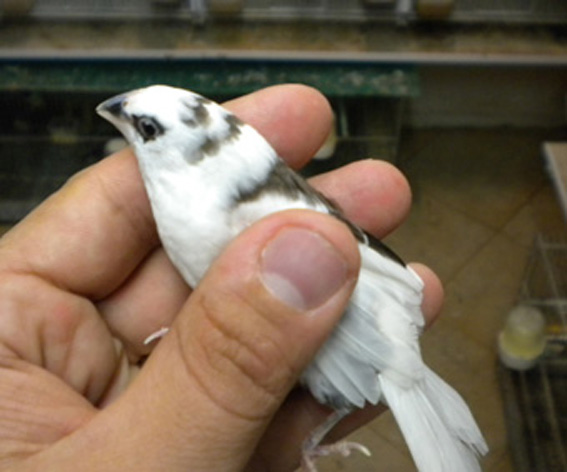 soggetto con calottina tagliata