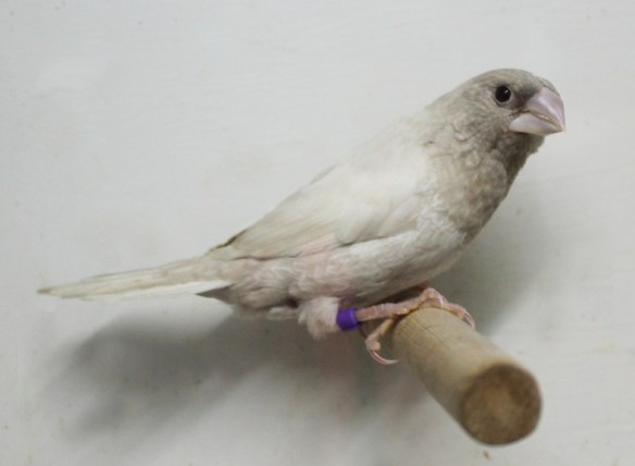 Rosso grigio pastello ali chiare (maschio)