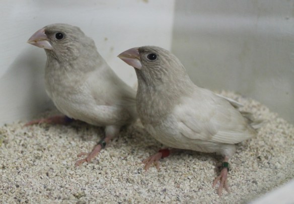 Rosso grigio pastello ali chiare (maschi)