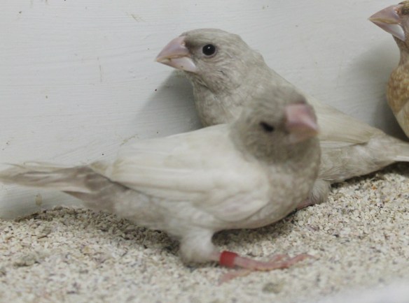 Rosso grigio pastello ali chiare (maschi)