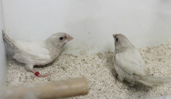 Rosso grigio pastello ali chiare (maschi)