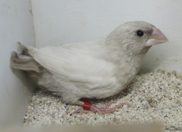 Rosso grigio pastello ali chiare (maschio)