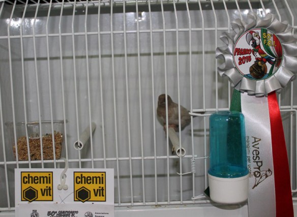 Campionato Italiano Pesaro 2015 (2° class. altre mutazioni)