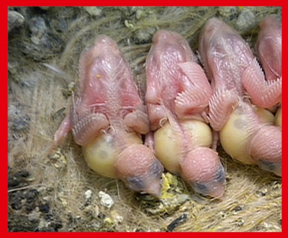 Rosso grigio pastello ali chiare a 7 giorni