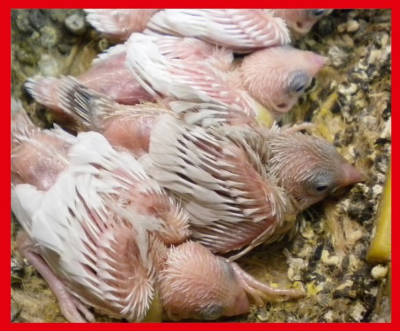 Rosso grigio pastello ali chiare a 15 giorni