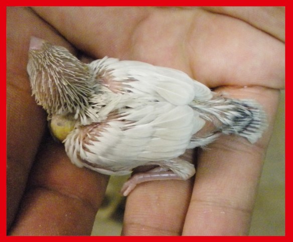 Rosso grigio pastello ali chiare a 20 giorni