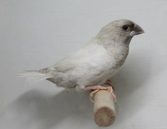 Rosso Grigio Pastello Ali Chiare (campione Italiano 2014)