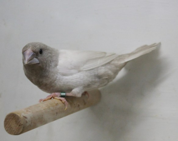 Rosso Grigio Pastello Ali Chiare (campione Italiano 2014)