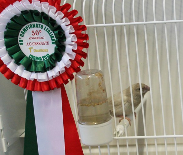 Campionato Italiano Cesena 2014 (1° class. cat. pastello ala chiara)