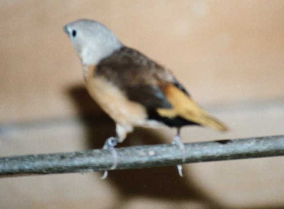 Donnacola testa grigia (maschio)