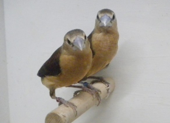 Donnacola testa grigia (coppia)