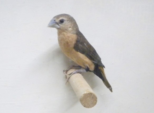 Donnacola testa grigia (femmina)