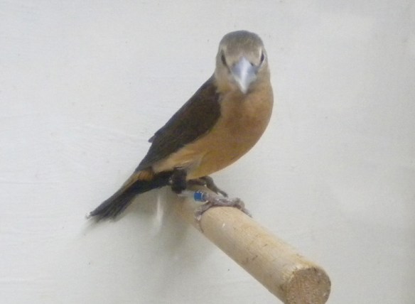 Donnacola testa grigia (maschio)