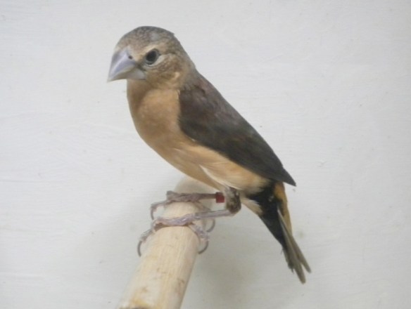 Donnacola testa grigia (femmina)