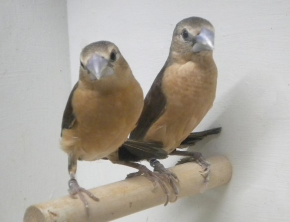 Donnacola testa grigia (coppia)