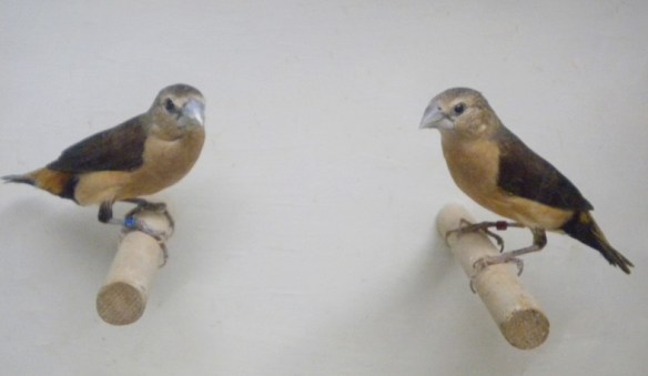 Donnacola testa grigia (coppia)