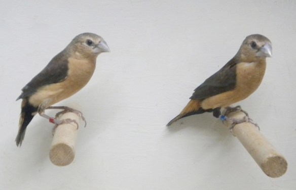 Donnacola testa grigia (coppia)