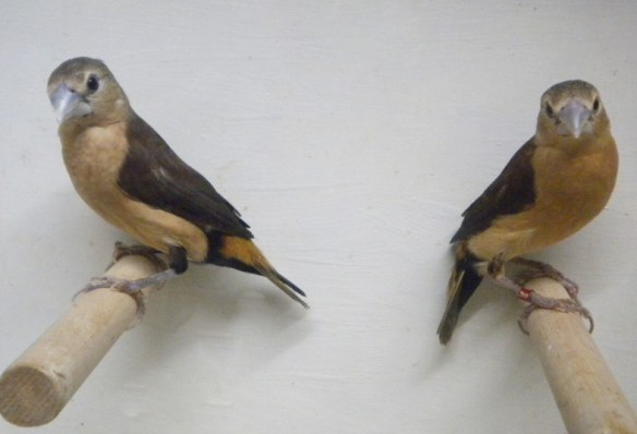 Donnacola testa grigia (coppia)