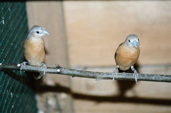 Donnacola testa grigia (coppia)