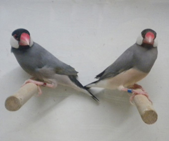 Padda grigio ed eumo a confronto