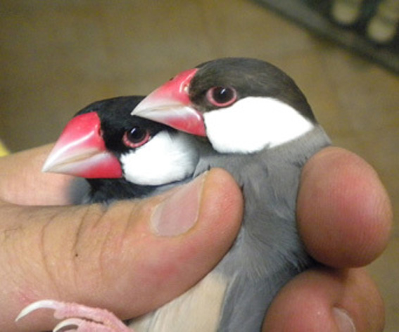 Padda grigio ed eumo a confronto