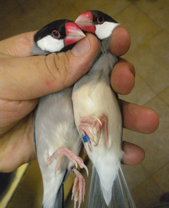 Padda grigio ed eumo a confronto