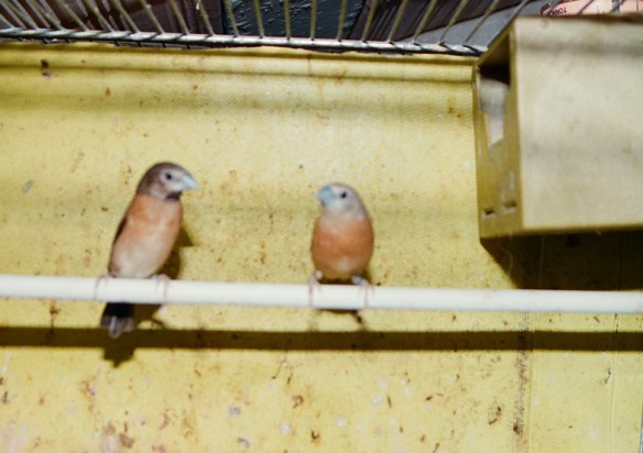 A SN: ibrido femmina di d. t. grigia x d. p. castano. A DX: maschio di d. t. grigia