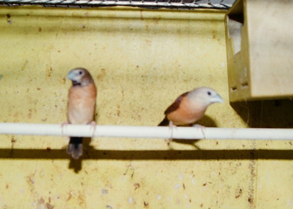 A SN: ibrido femmina di d. t. grigia x d. p. castano. A DX: maschio di d. t. grigia