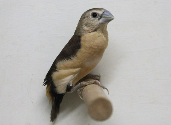 Donnacola testa grigia (maschio)