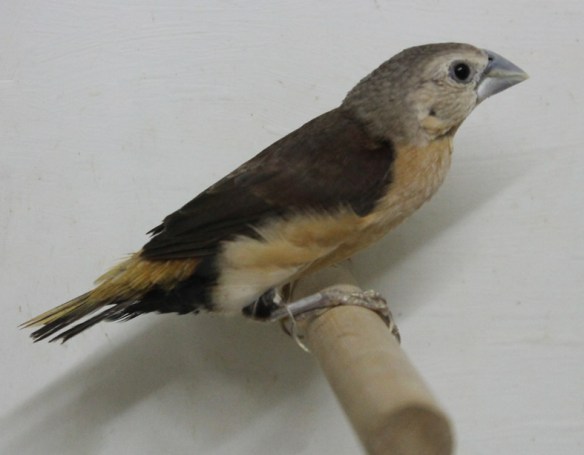 Donnacola testa grigia (maschio)