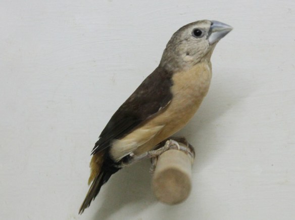 Donnacola testa grigia (maschio)