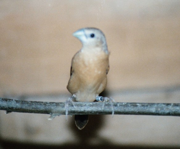 Donnacola testa grigia (maschio)