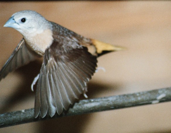 Donnacola testa grigia (maschio)