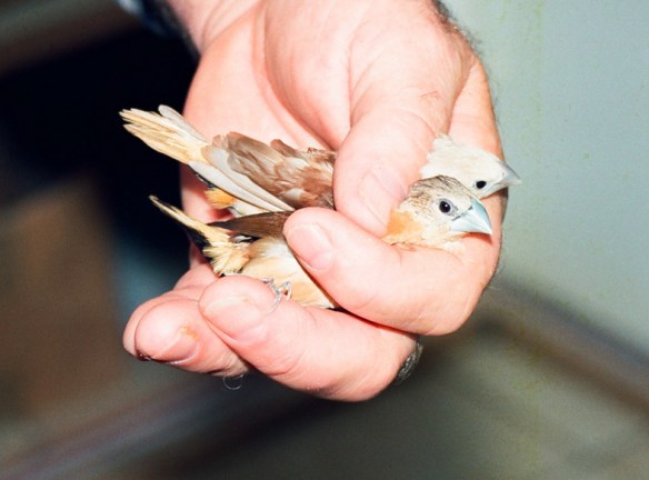 Donnacola testa grigia pastello e ancestrale a confronto (due maschi)