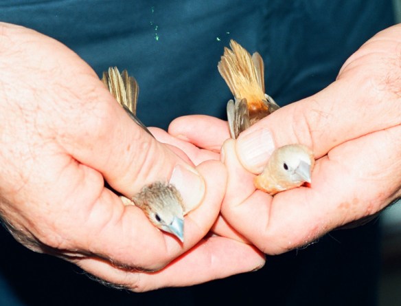Donnacola testa grigia pastello e ancestrale a confronto (due maschi)