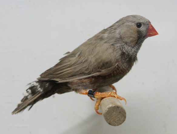 Bruno eumo (maschio)