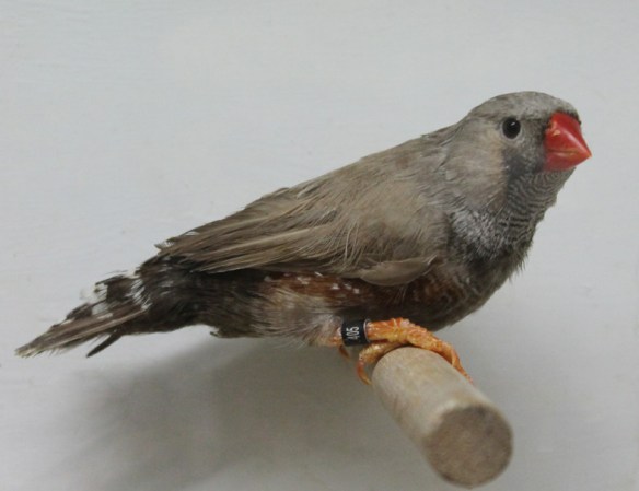 Bruno eumo (maschio)