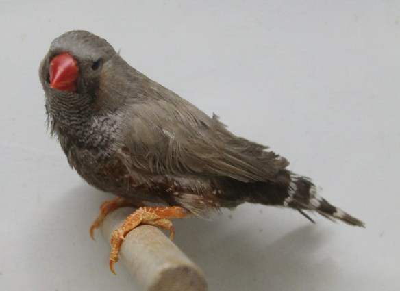 Bruno eumo (maschio)