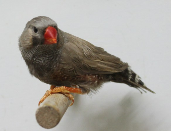 Bruno eumo (maschio)