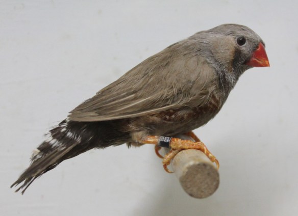 Bruno eumo (maschio)