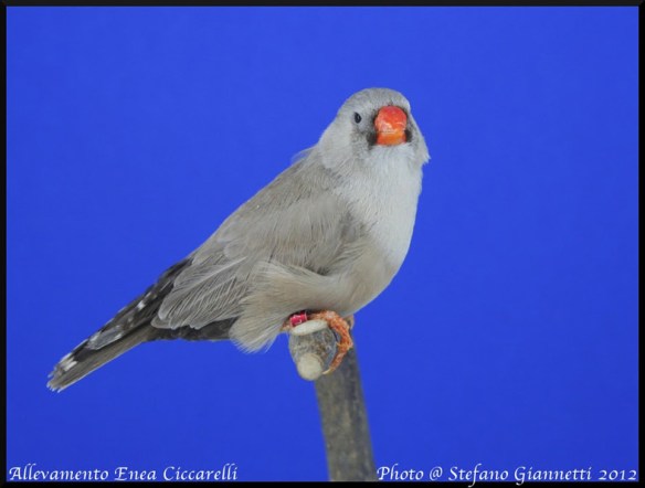 Bruno Eumo (femmina)